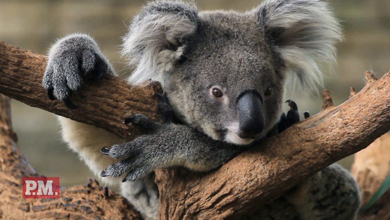 Wie überleben Koalas? 