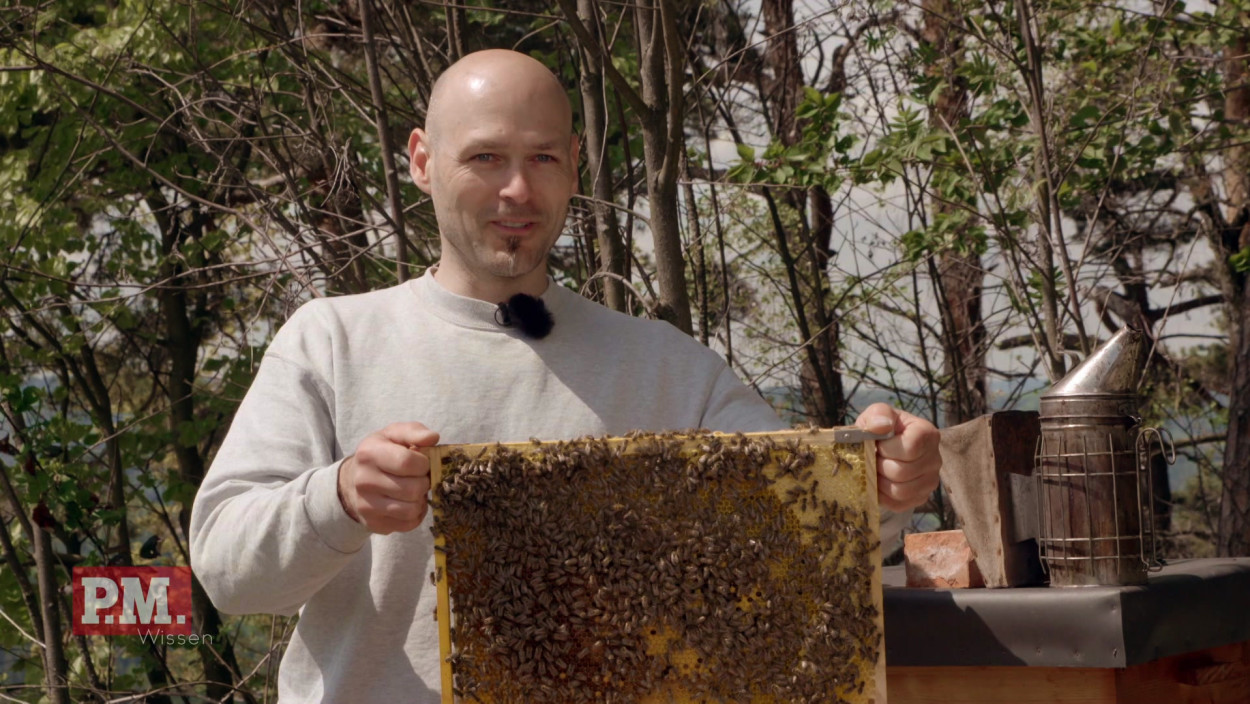 Wie kann Wärme Bienen retten?