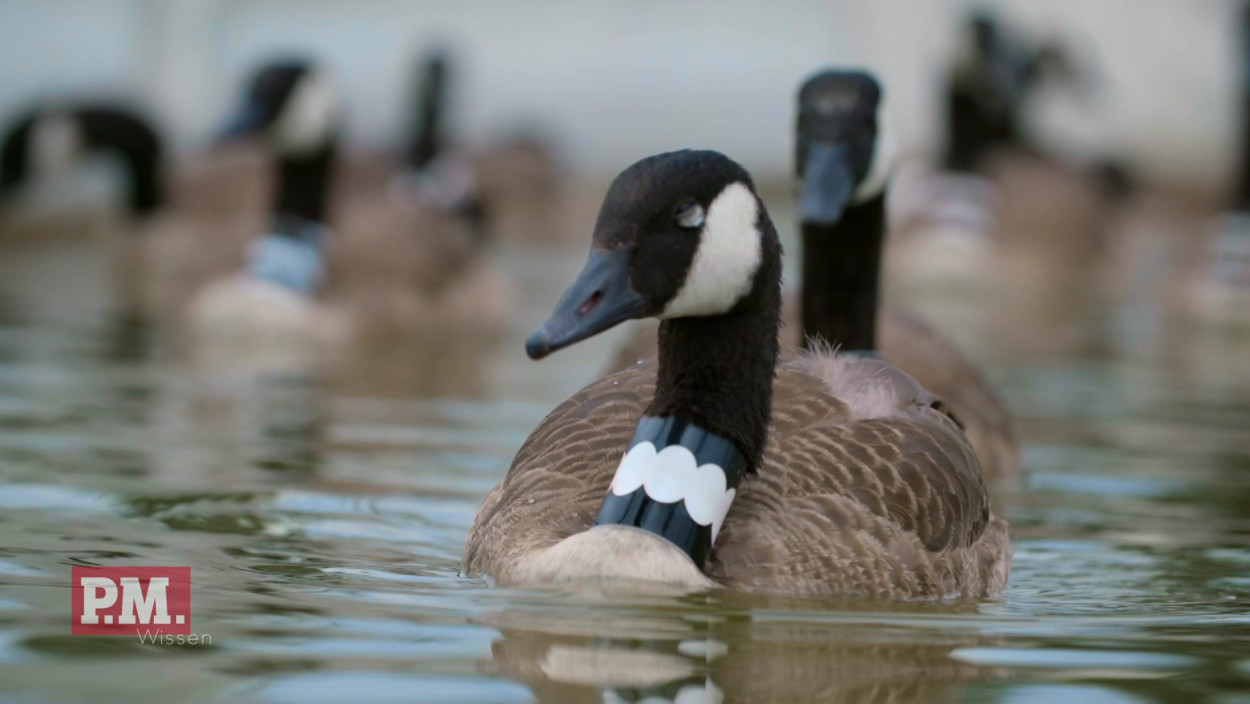 Können Gänse während dem Schlaf schwimmen?