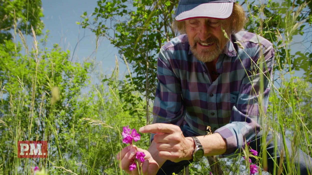 Was passiert im Sommer auf einer Blumenwiese?