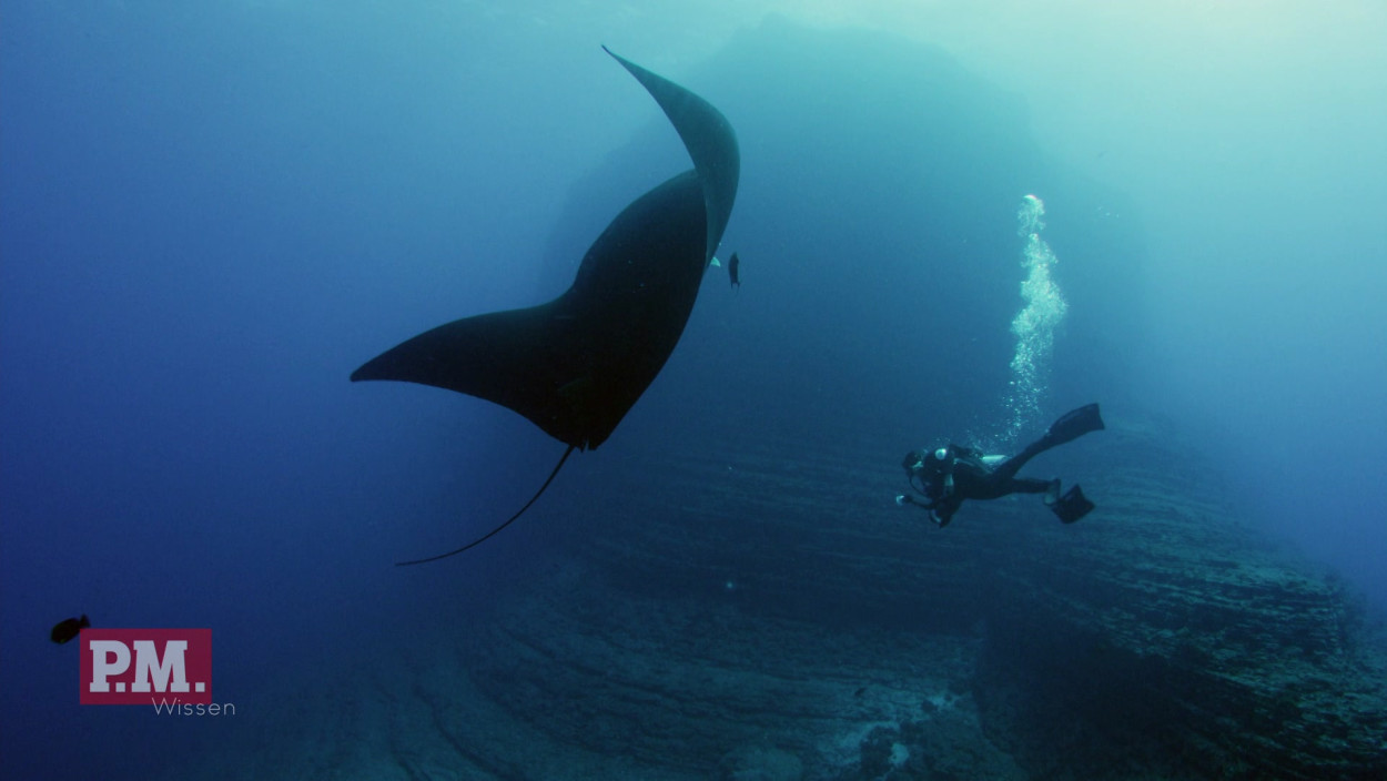 Wie schlau sind Mantarochen?