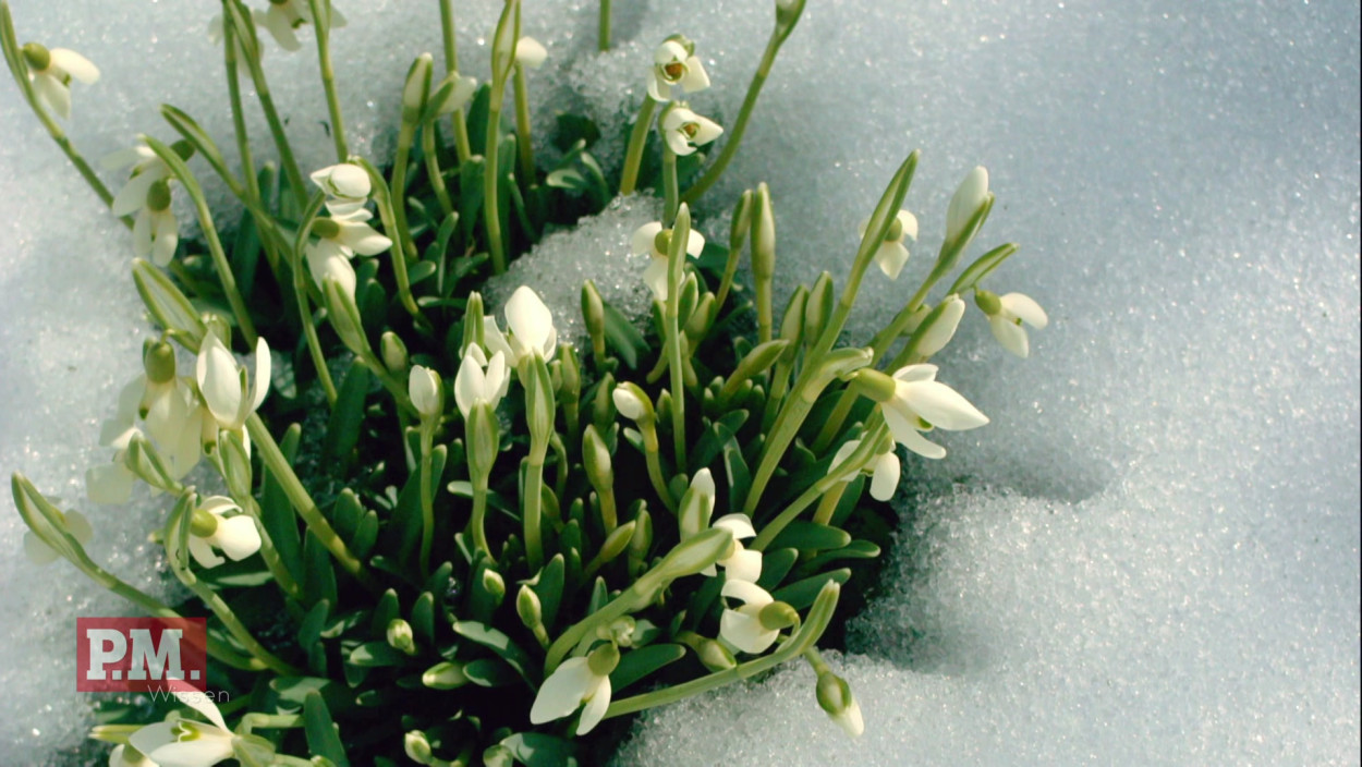 Was passiert im Winter auf der Blumenwiese?