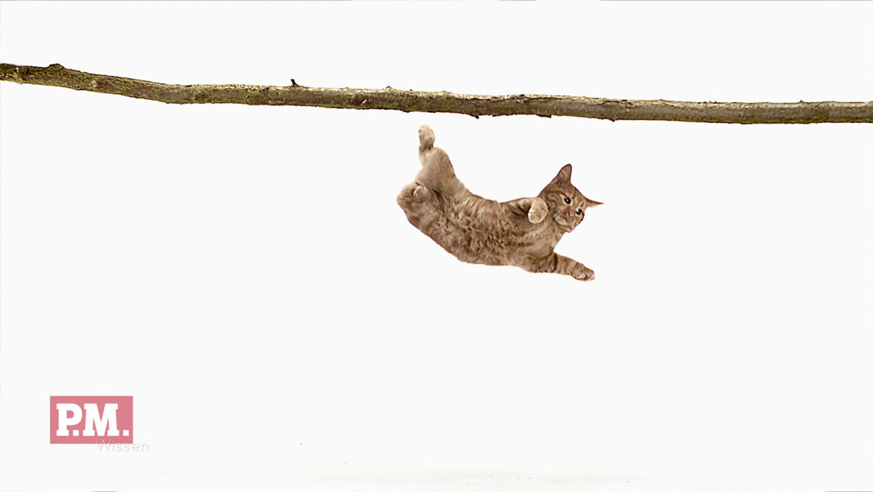 Wie überleben Katzen einen Sprung vom Hochhaus?