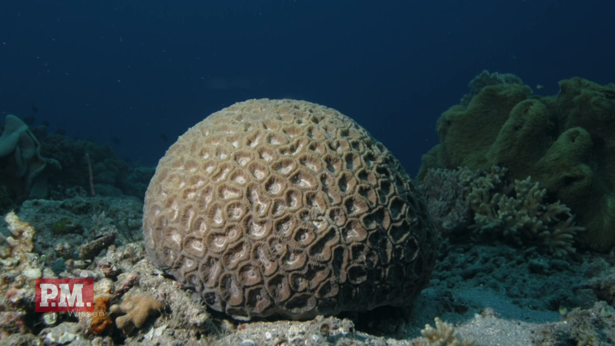 Wie passen sich Korallen an den Klimawandel an? 