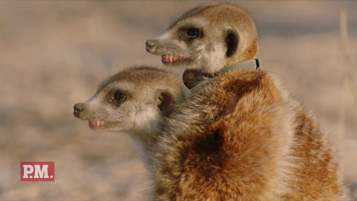 Warum schrumpfen die Erdmännchen?