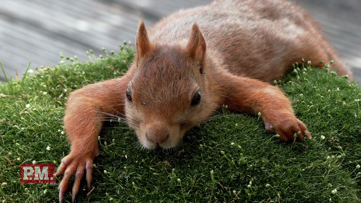 Wie überleben Eichhörnchen in der Stadt?