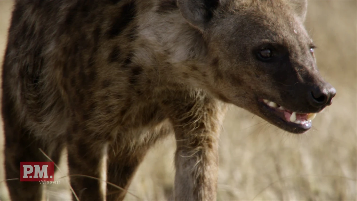 Hyena, Wildlife, Animal