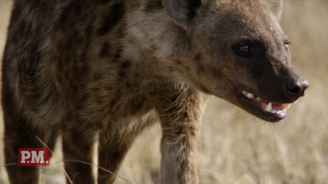 Wie leben Männchen im Matriarchat der Hyänen?