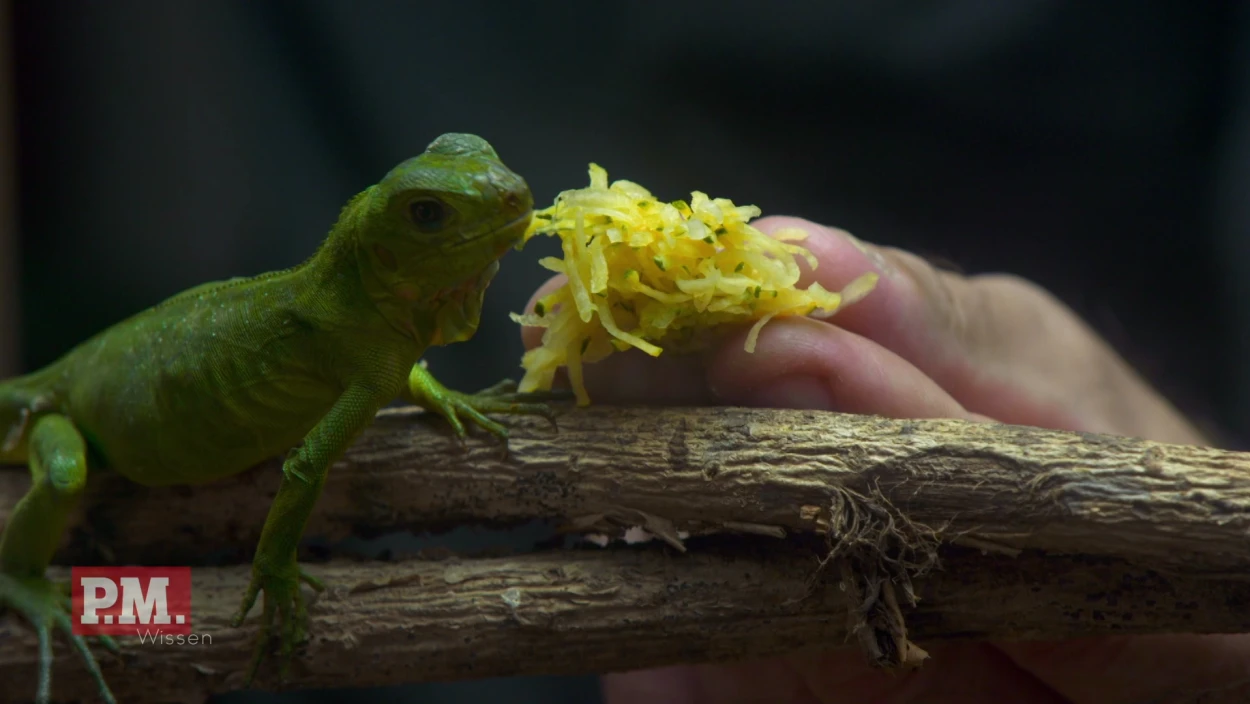 Wie rettet ein Zoo seltene Tierarten?