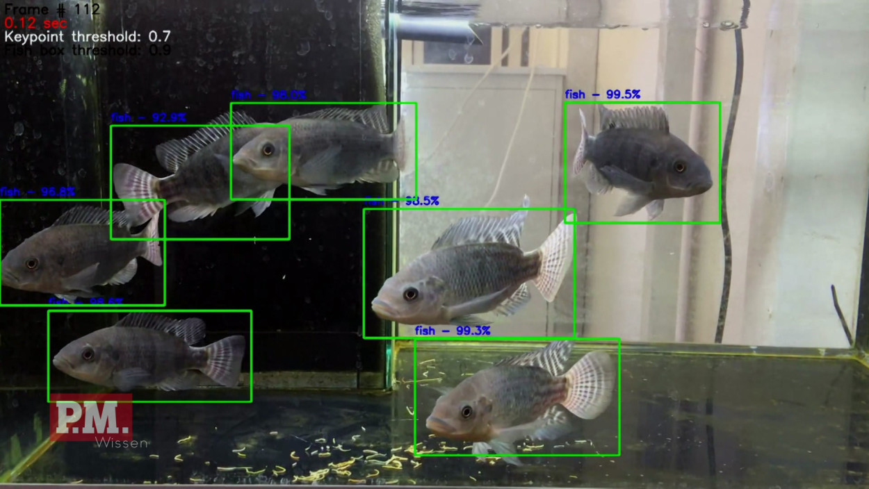 Wie gelingt eine natürliche Fischzucht?