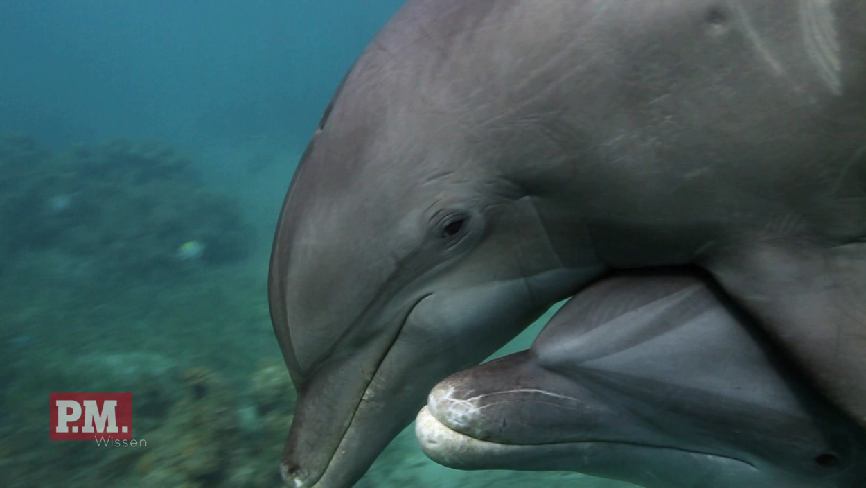 Plündern Delfine in Aquakulturen?