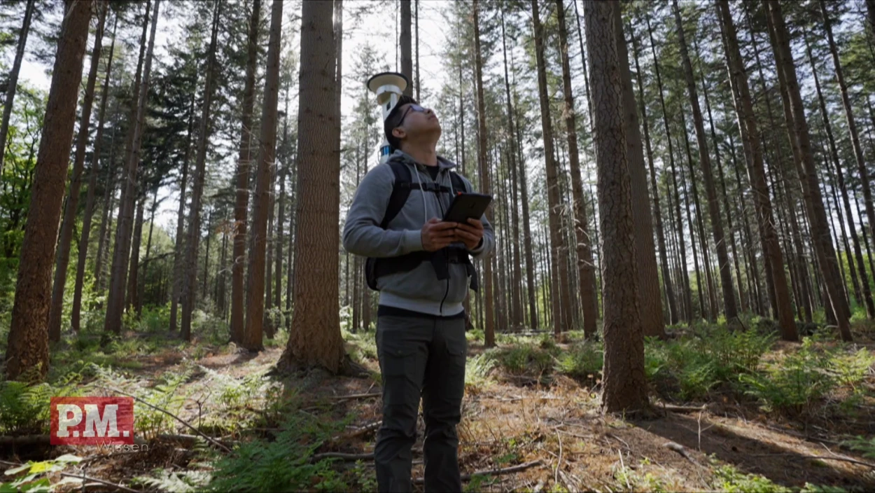 Wie wertvoll ist der Wald?