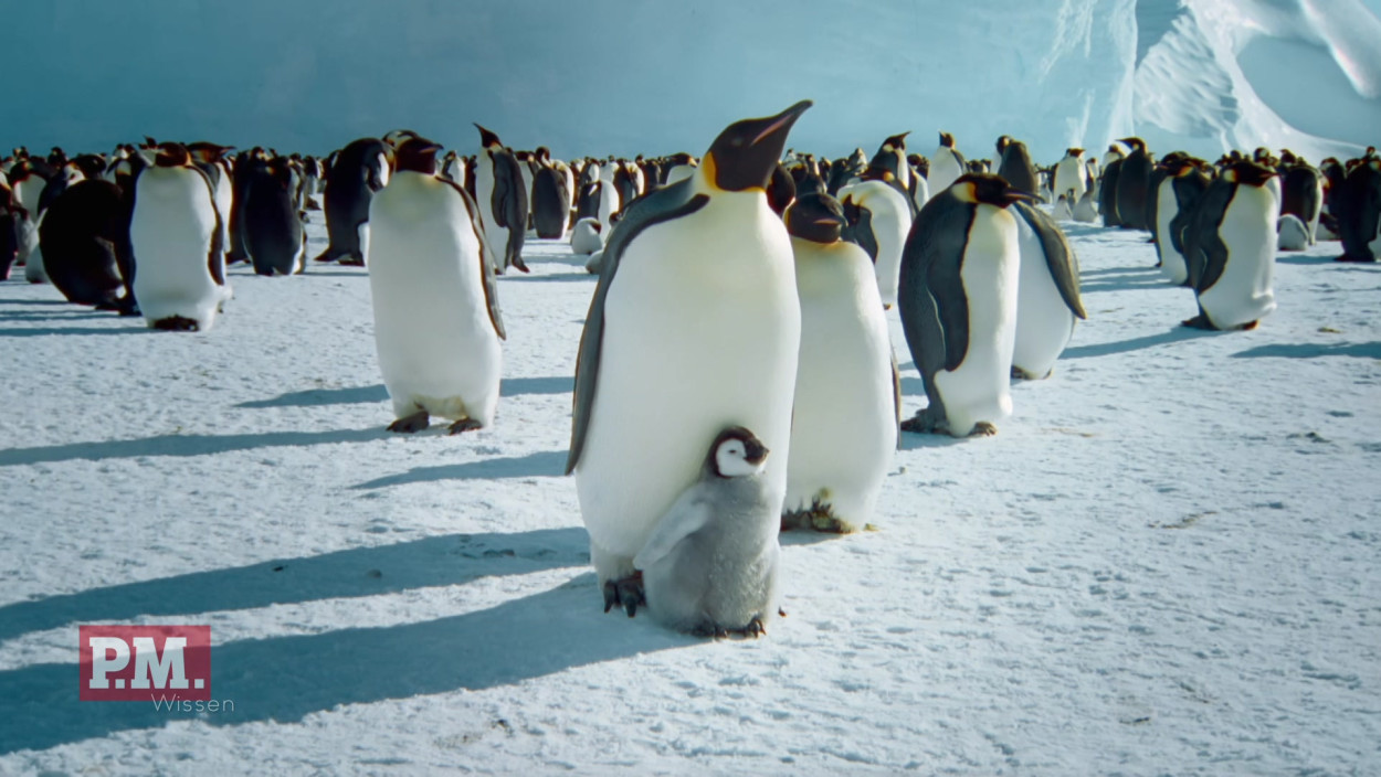 Wie helfen Satelliten beim Erforschen von Pinguinen?