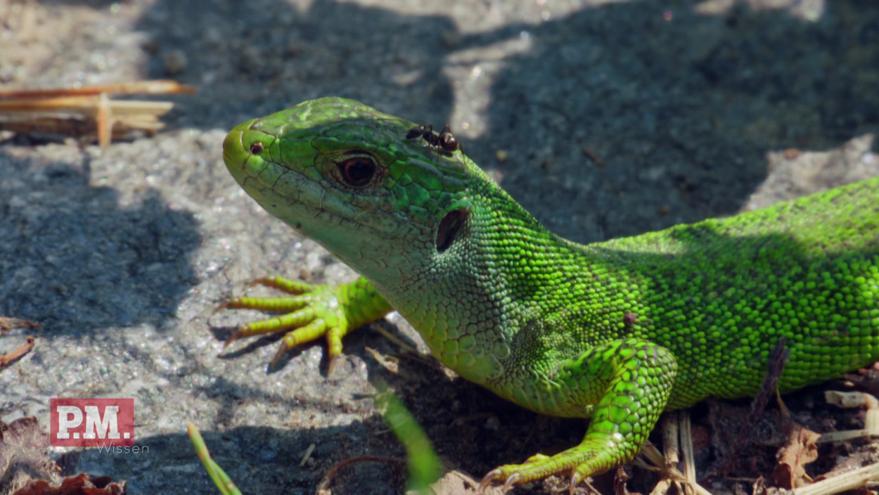 Was unterscheidet Amphibien von Reptilien?