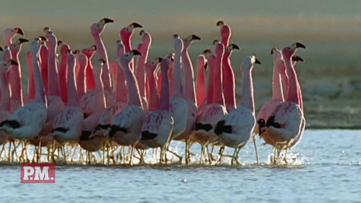 Wie flirten Flamingos?