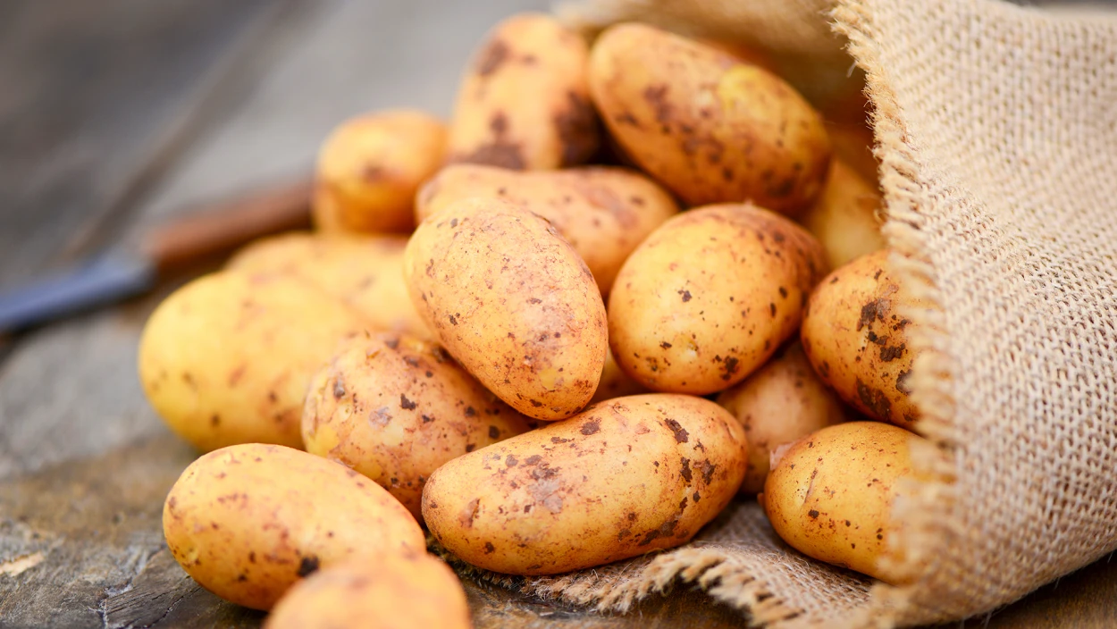 Erdäpfel-Überschuss: Rekordernte in Österreich 