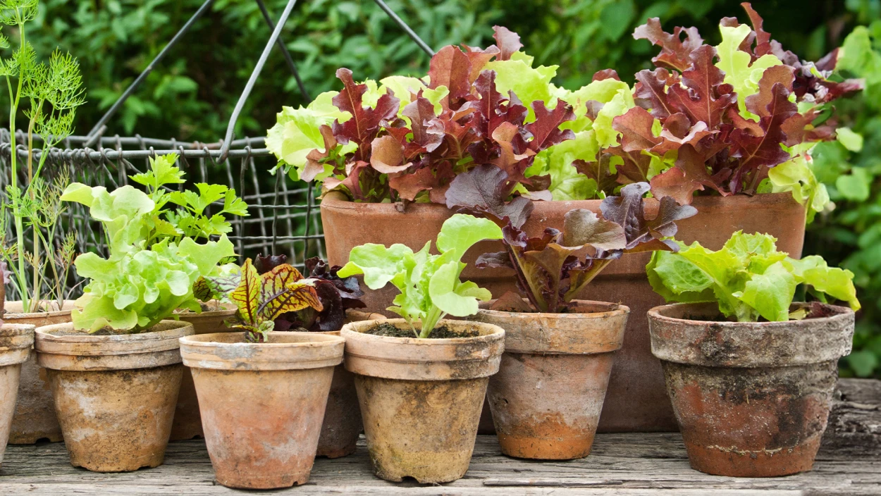 Gemüsereste neu verwerten: Selbstgezogene Pflanzen im Test