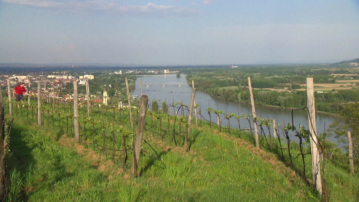 In die Wachau