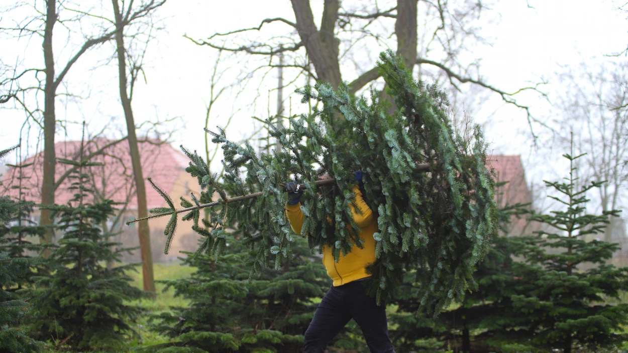 Christbaum-Ernte: Die Suche nach der perfekten Tanne