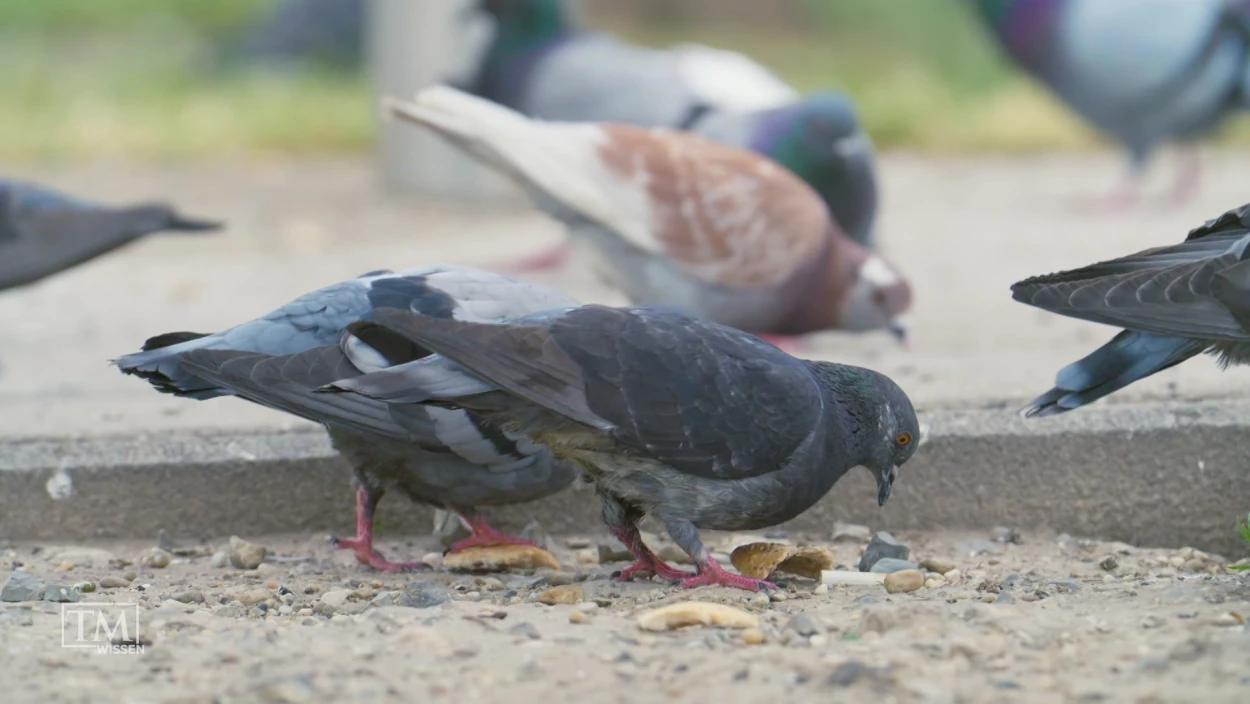Wie lösen wir das Taubenproblem?