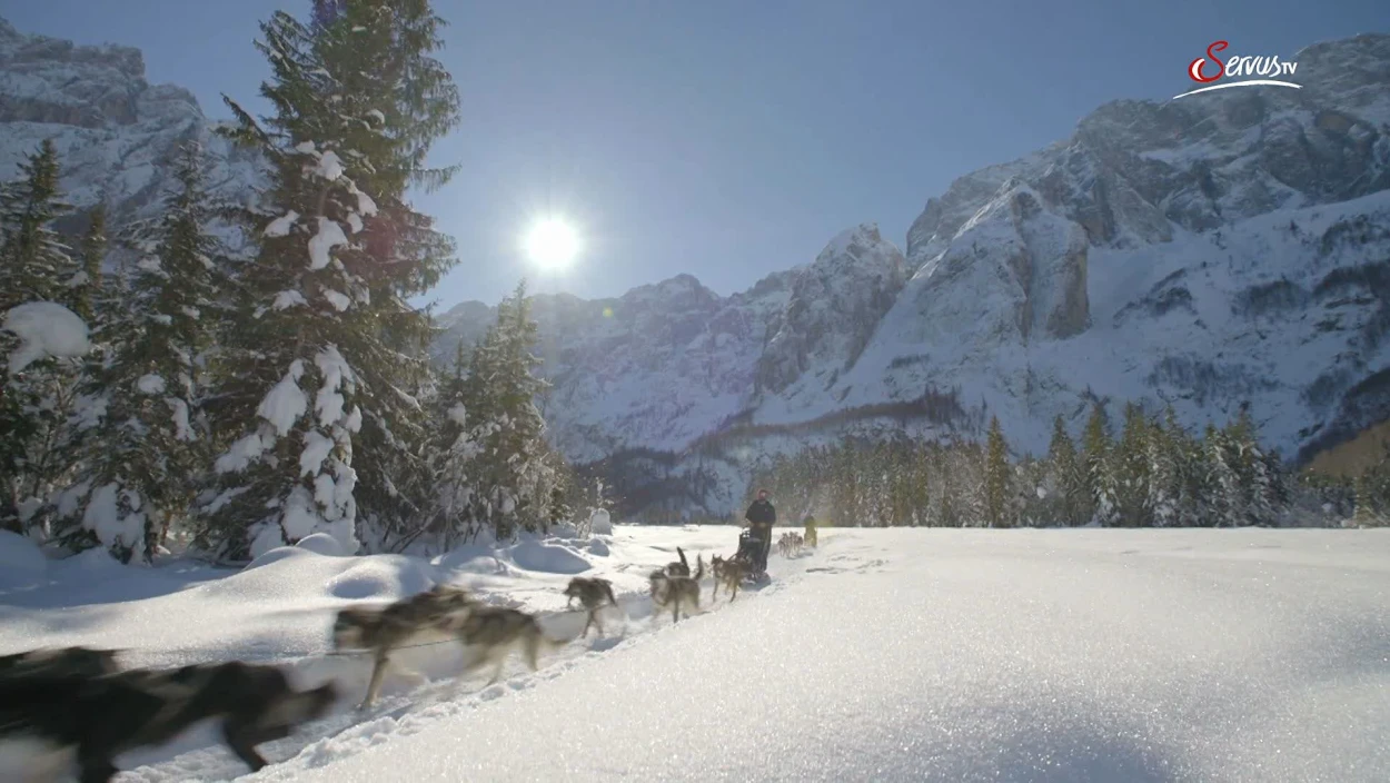 Unterwegs mit Schlittenhunden im Val Saisera im Winter