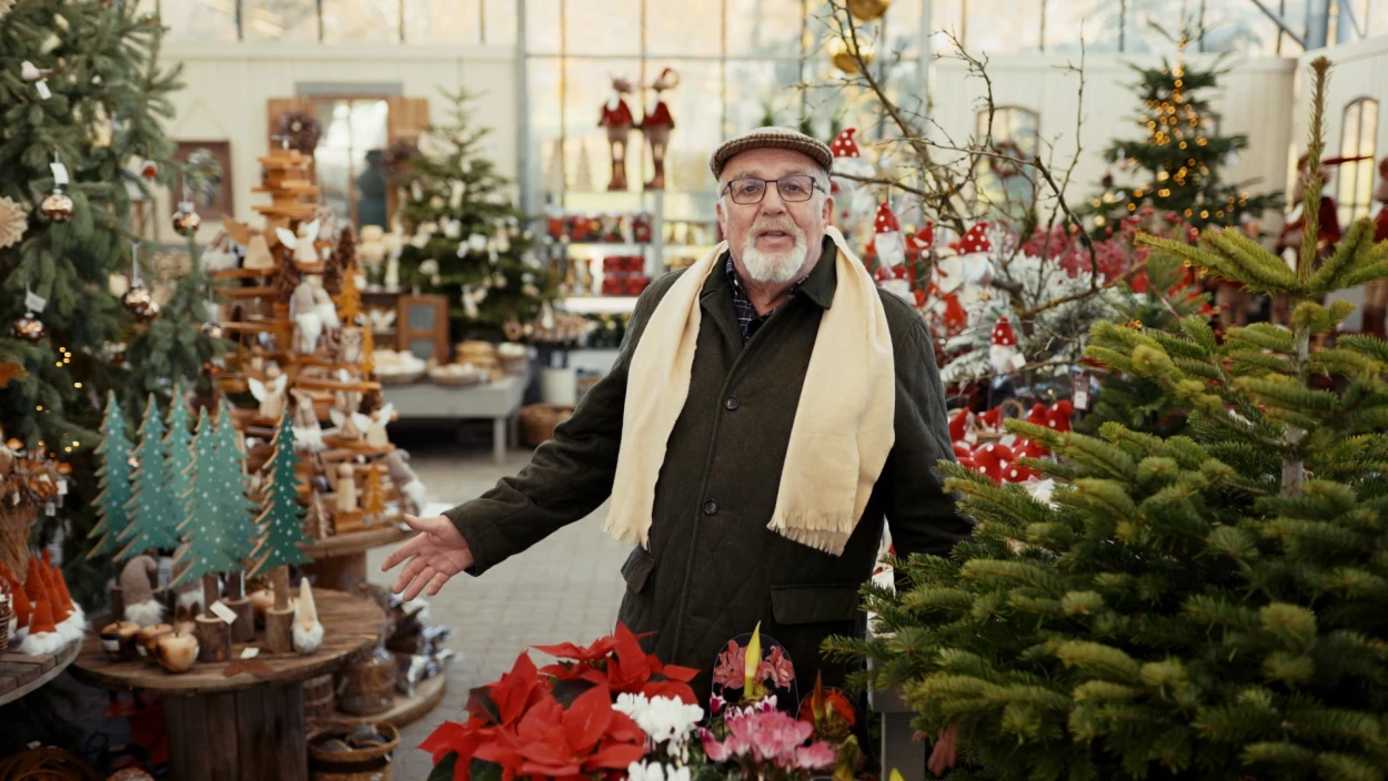 Koniferen und Weihnachten