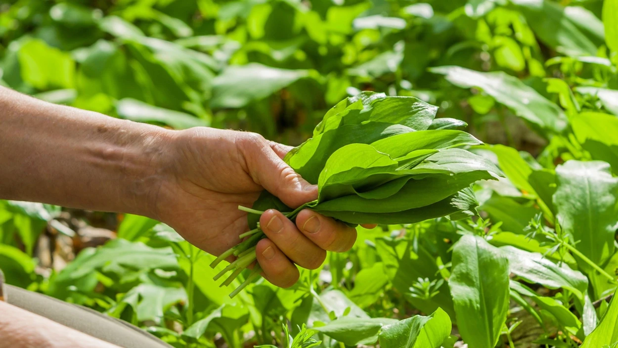 Kein Visum für langjährige Saisonarbeiter aus Nepal
