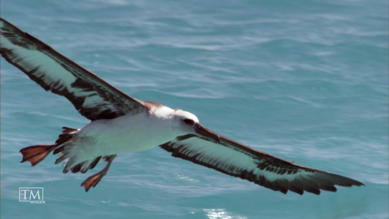 Können Vögel Salzwasser trinken?