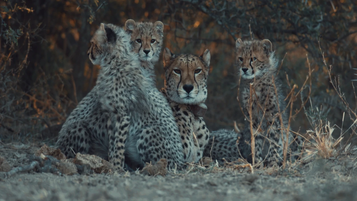 Animal, Cheetah, Mammal