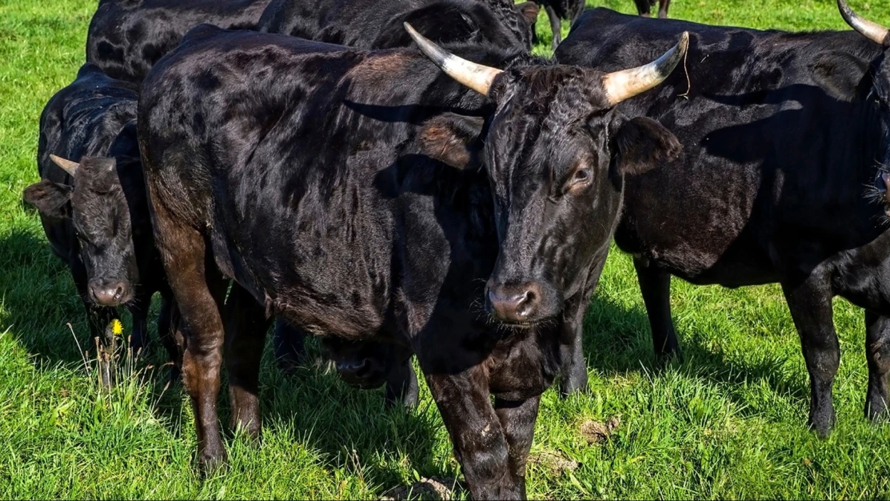 Wagyu aus der Wachau: Familie Penner züchtet das teuerste Rindfleisch der Welt