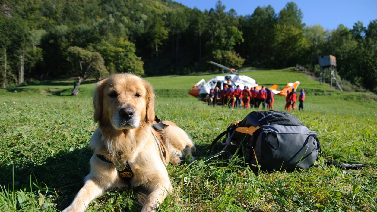 Hunde als Krebsdetektoren: Alles nur ein Geschäftsmodell?