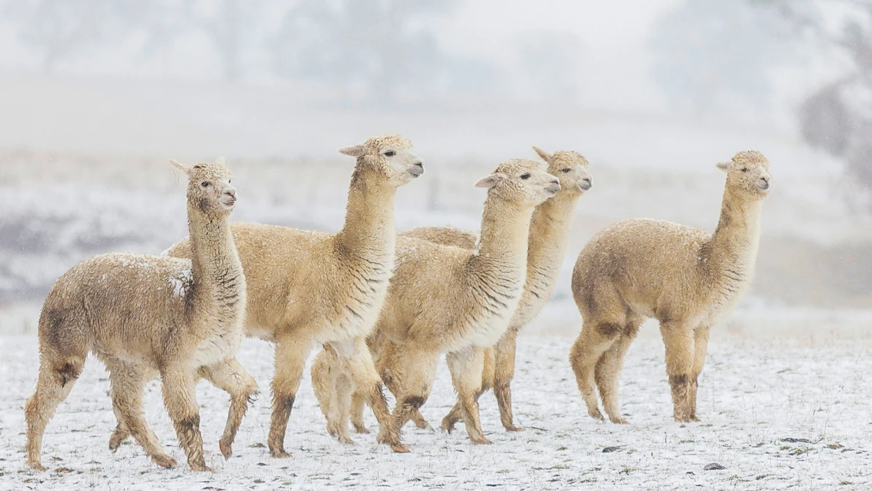 Alpaka-Expo in Graz: Europas schönste Exemplare gekürt