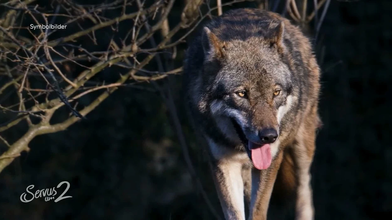 Animal, Mammal, Wolf