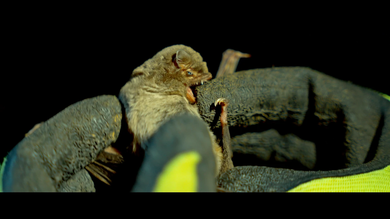 Draculas Transsilvanien