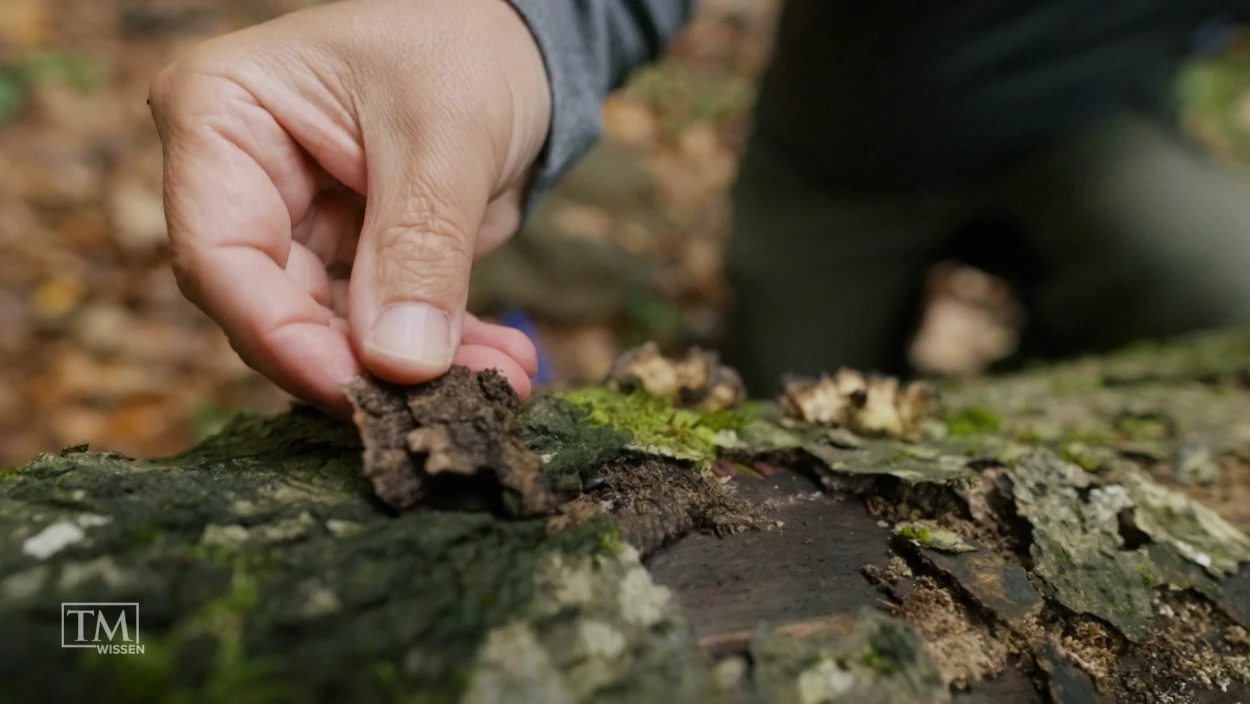 Wie beeinflussen sterbende Bäume den Wald?