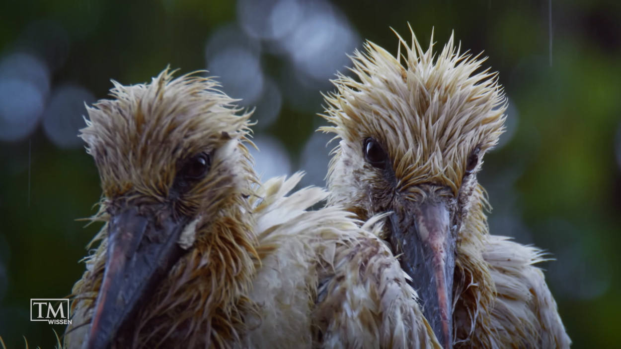 Wie reagieren Tiere bei Wetterwechsel?