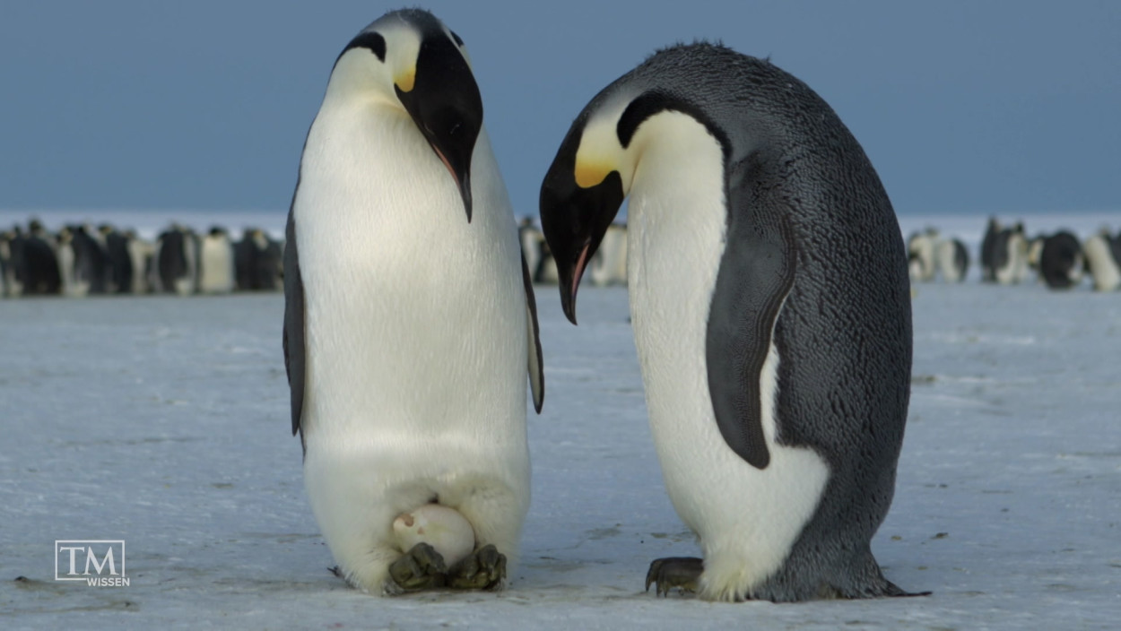Kuschelnde Pinguinmännchen