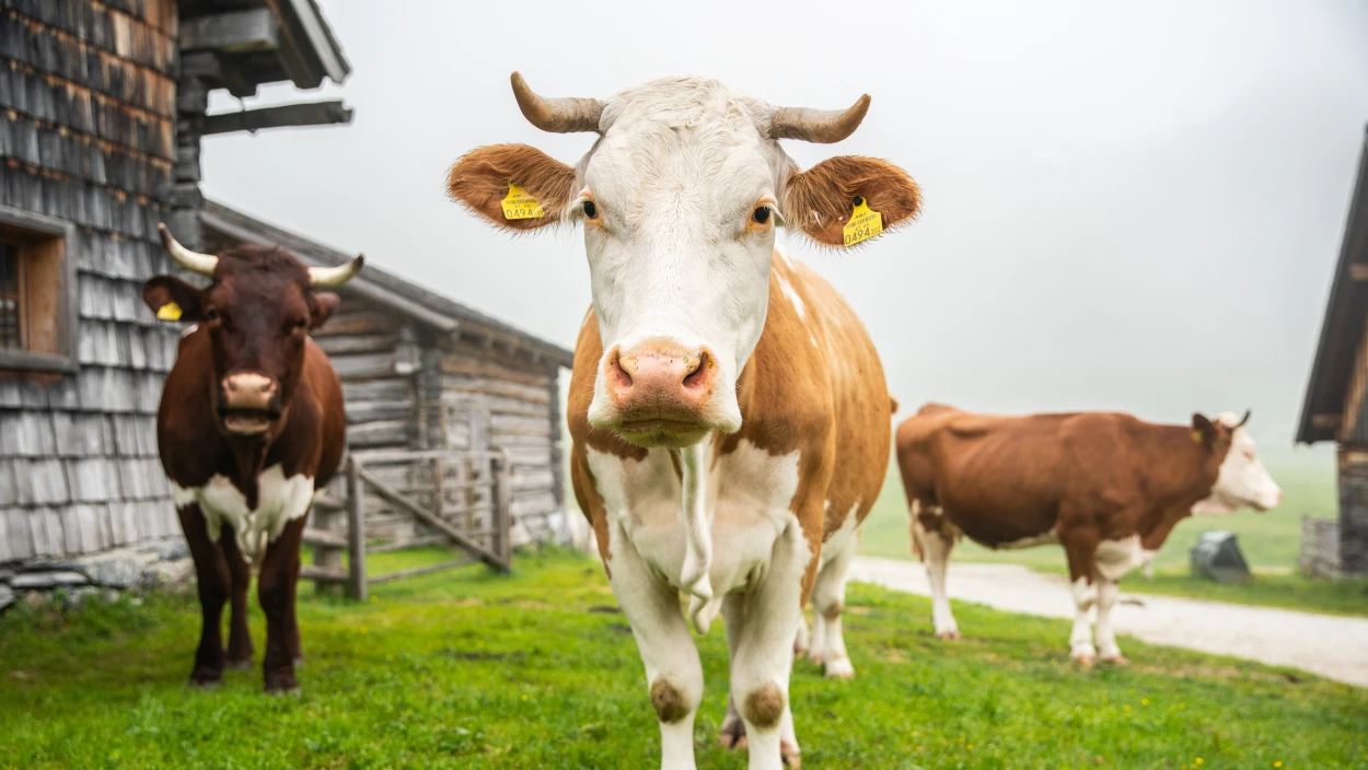 Milch mit Horn