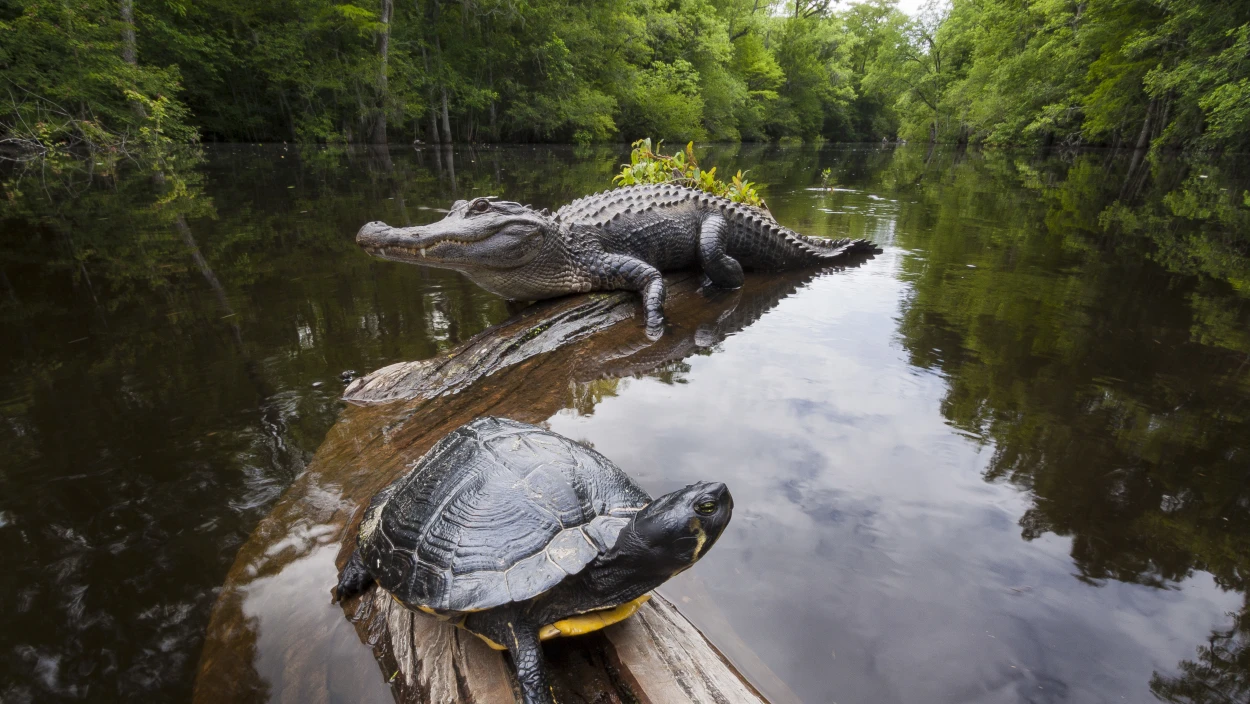 Verzauberte Wälder (1/2)