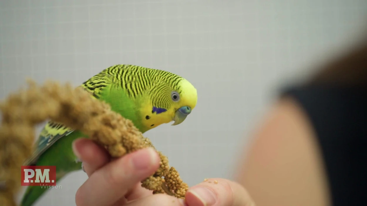 Animal, Bird, Parakeet