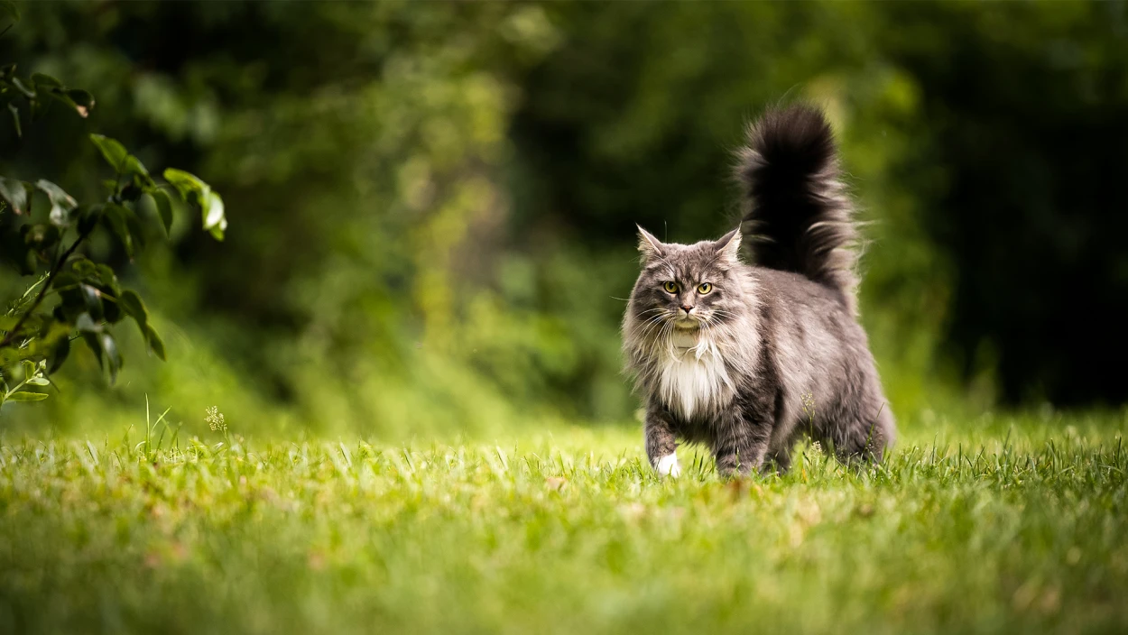 240 Aussteller, tausende Tiere: Wien wird zum Hotspot für aktuelle Haustiertrends