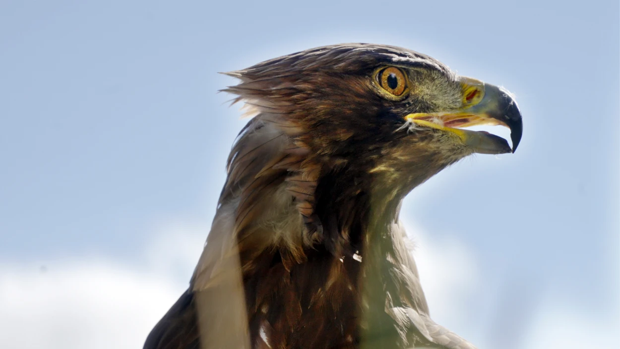 Tiere der Berge: Die geheimen Bewohner der Alpen