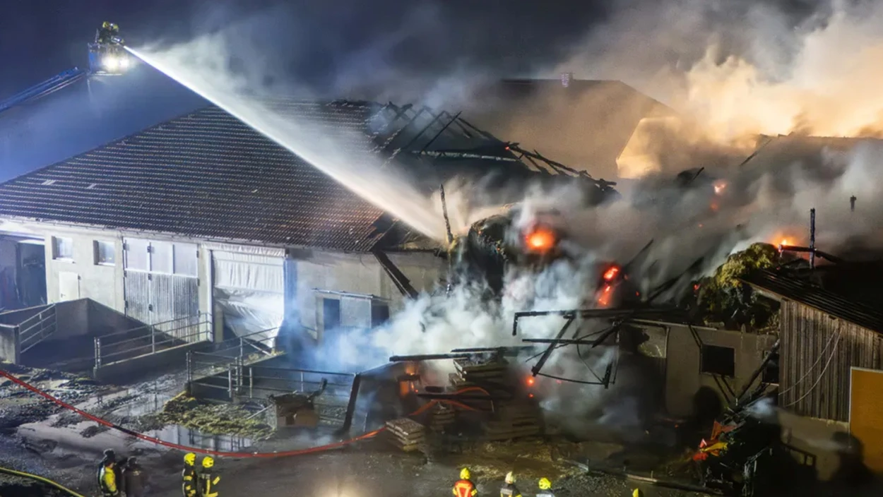 Bauernhof-Großbrand in Haag: Feuerwehr jagt entlaufene Kühe