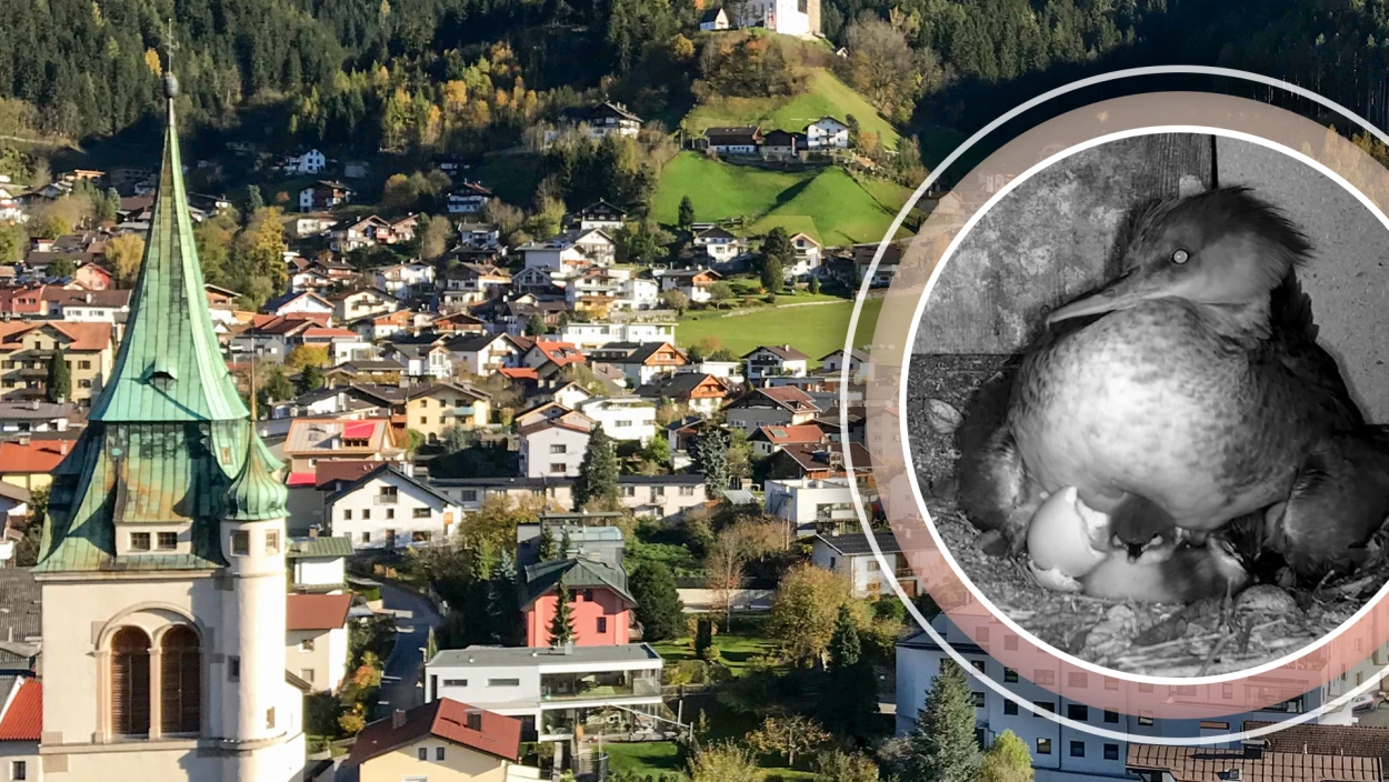 Sprung des Lebens: Küken müssen aus Kirchturm in Schwaz in die Tiefe
