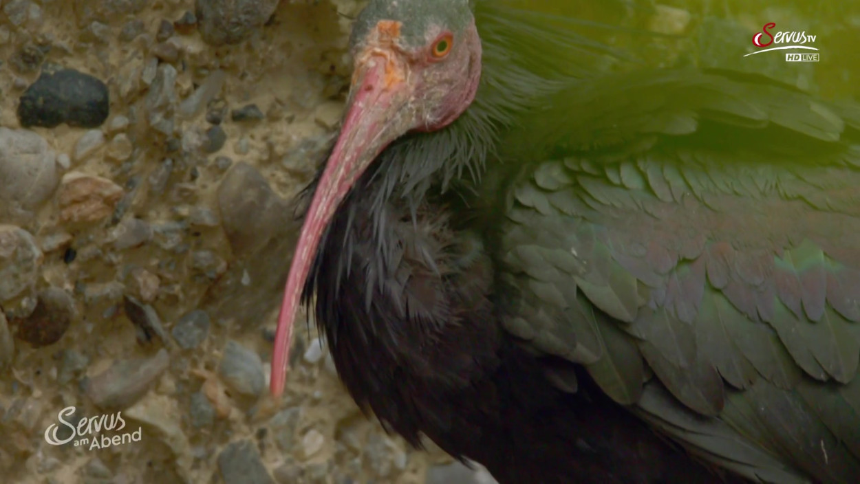 Golf-Gedenkturnier für abgeschossenen Vogel