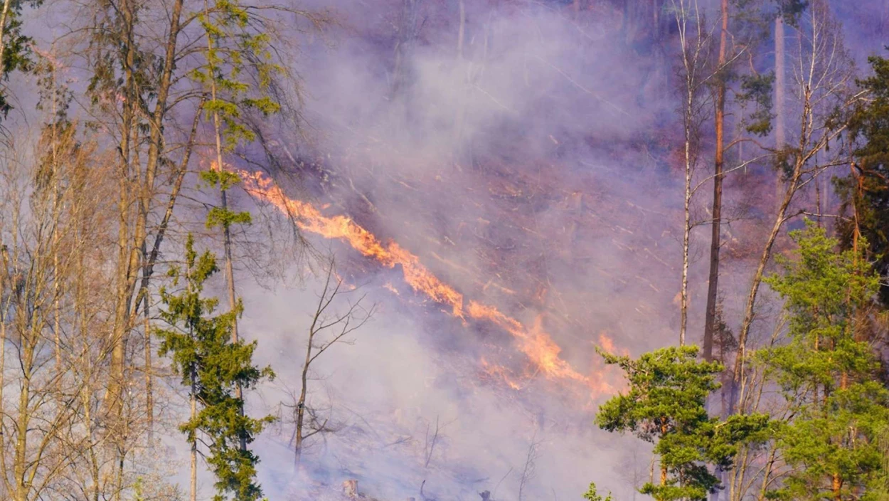Großbrand am Faaker See: Sechs Hektar Wald in Flammen