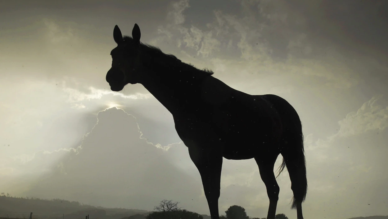 Der Sturm - Tiere bei Blitz und Donner