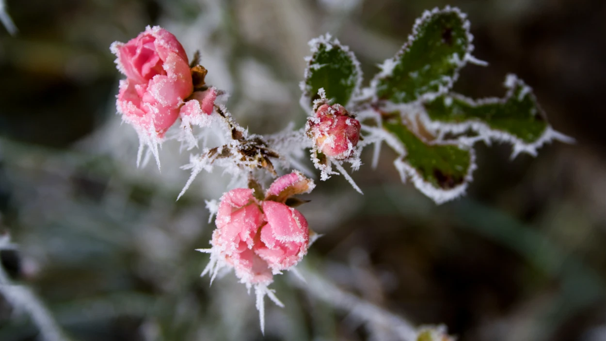 Servus Wetter in 90 Sekunden