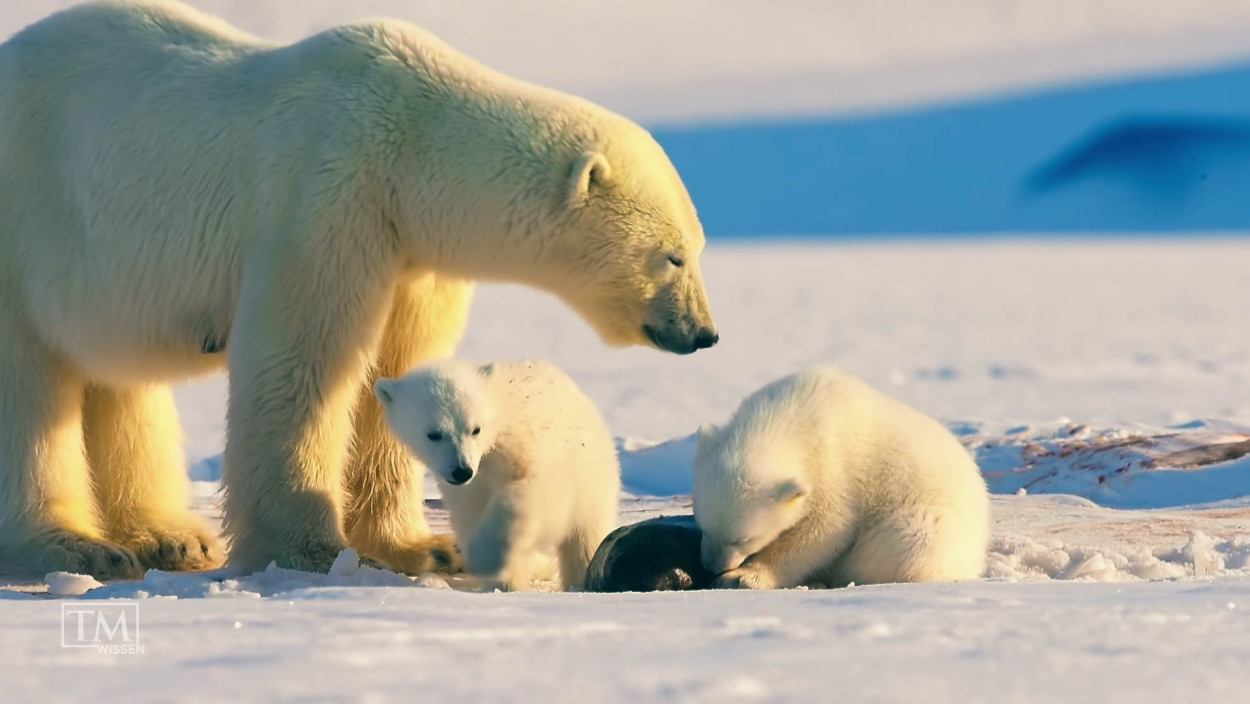 Wie überstehen Eisbärbabys die ersten Lebensjahre?