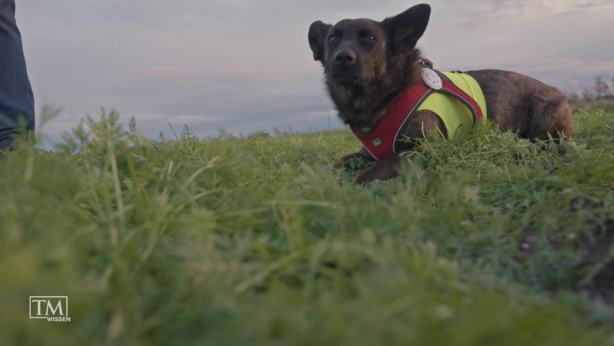 Wie machen Hunde unsere Lebensmittel sicherer?